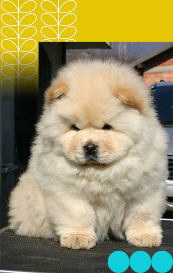 Chow chow hot sale prices